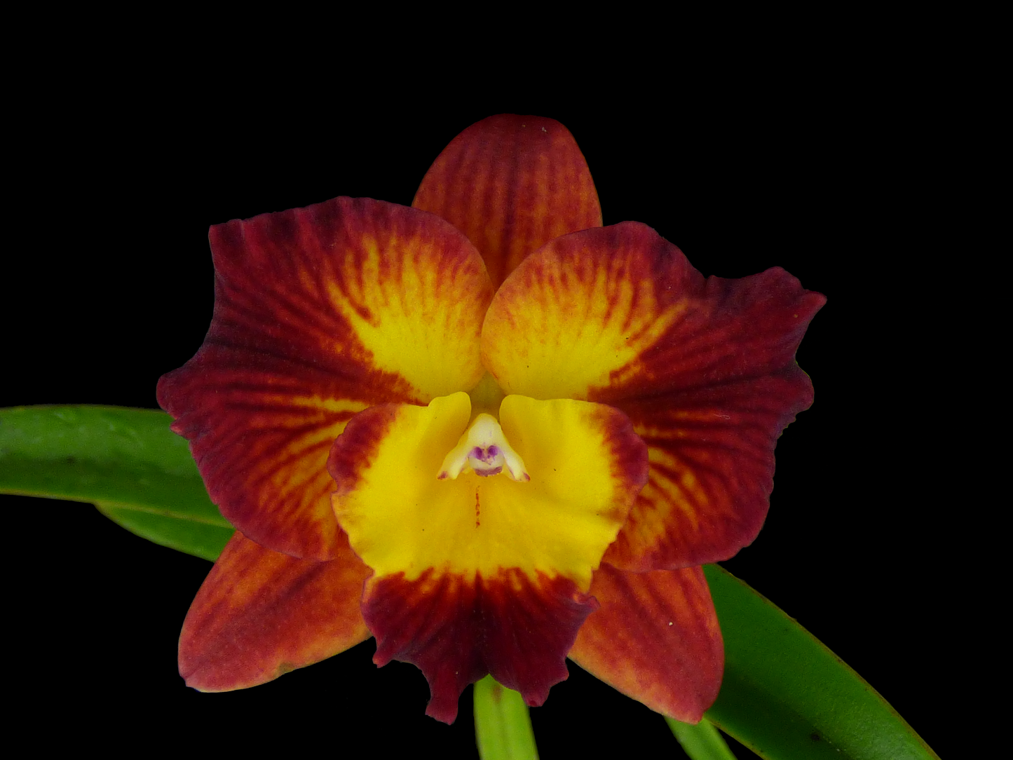 Pot. (Laszlo’s Spark ‘Mini Flare’ x Exotic Sunset ‘Fire Flare’)