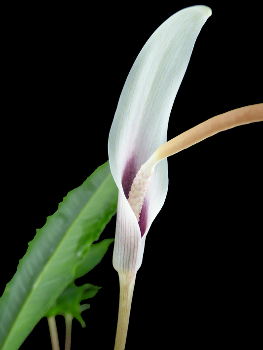 Amorphophallus 'Majda' (AGA-2787-01) - MINIATURE hybrid - Sweet fragrance