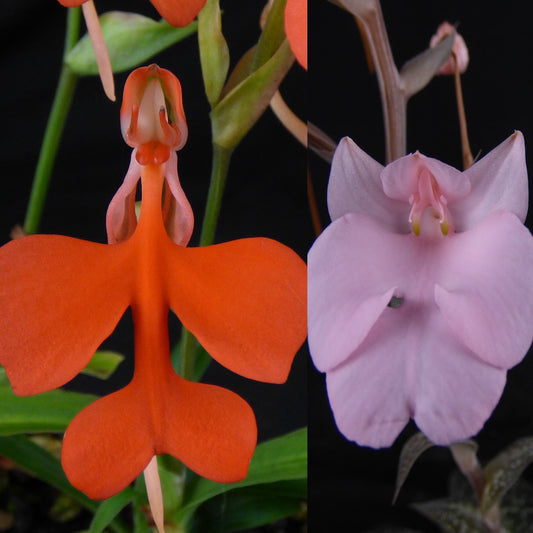 Habenaria NEW HYBRID (sp. S Laos x carnea) (REO197) - 2" Pot