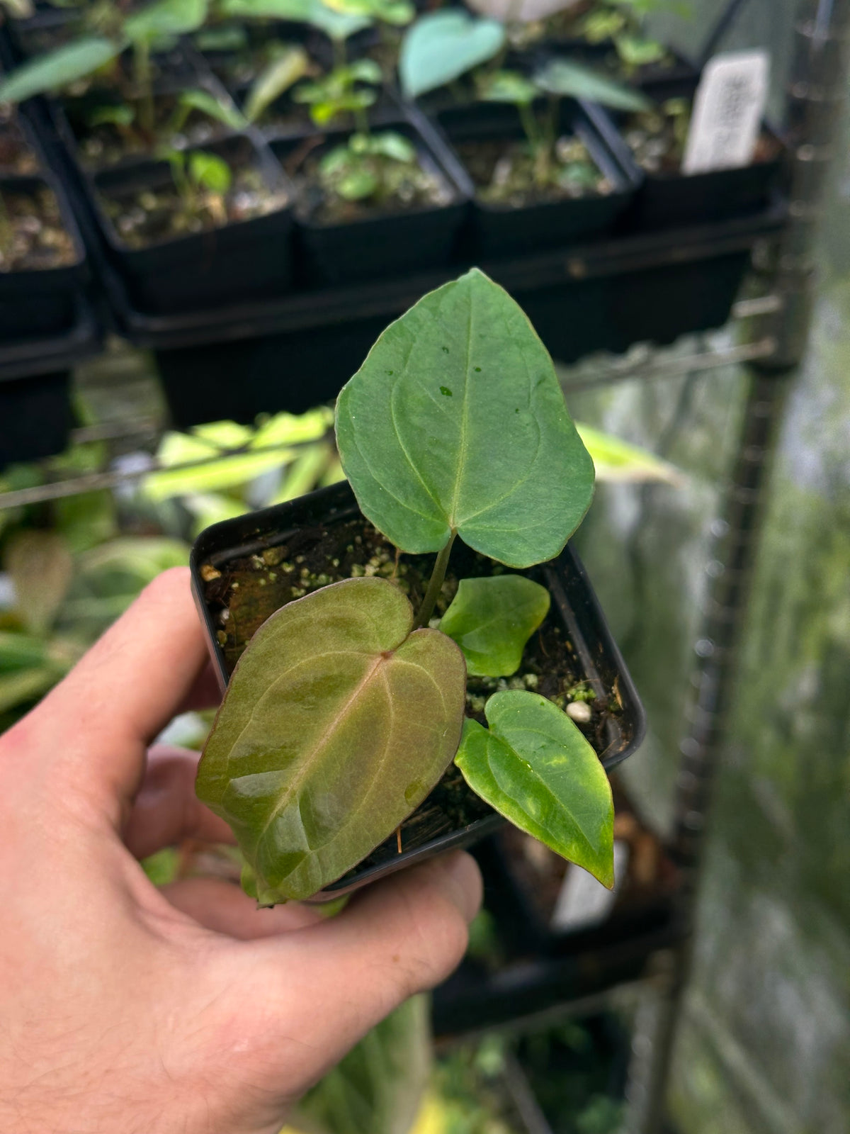 Anthurium REO-NOS051 (('Red Magnificum' x BVEP) x ('Ace of Purps' x 'Word Salad')) - 2" Pot