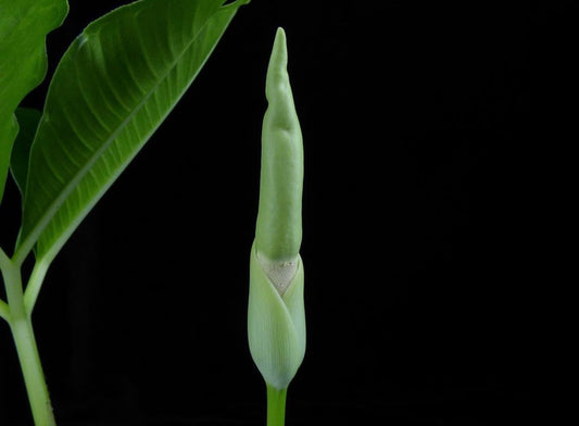 Amorphophallus brevispathus - Near blooming size tuber