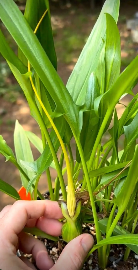 Typhonium flagelliforme - Tuber