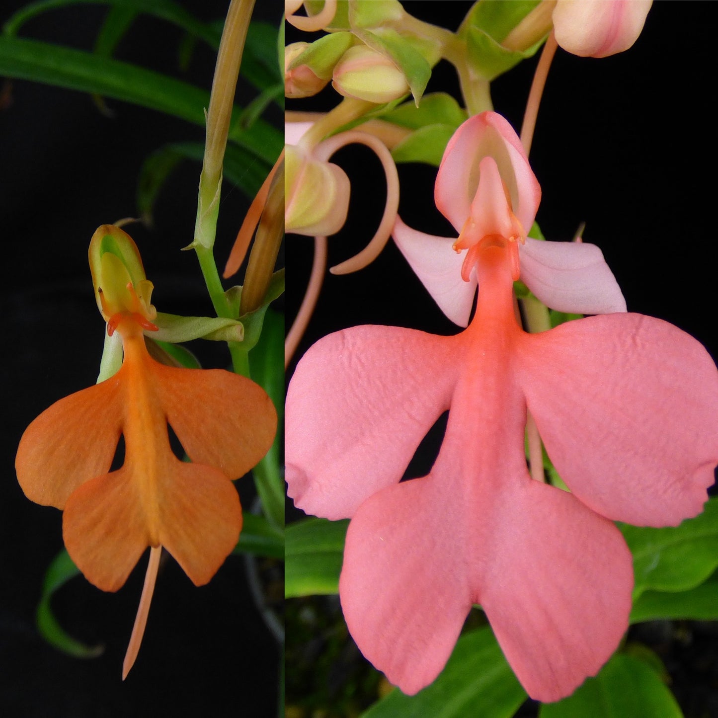 Habenaria Bright Canary (Canary x Spoonbill) - 2" Pot