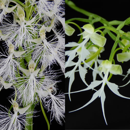 Habenaria (Arbor Vitae x crinifera) REO406 - 2" Pot
