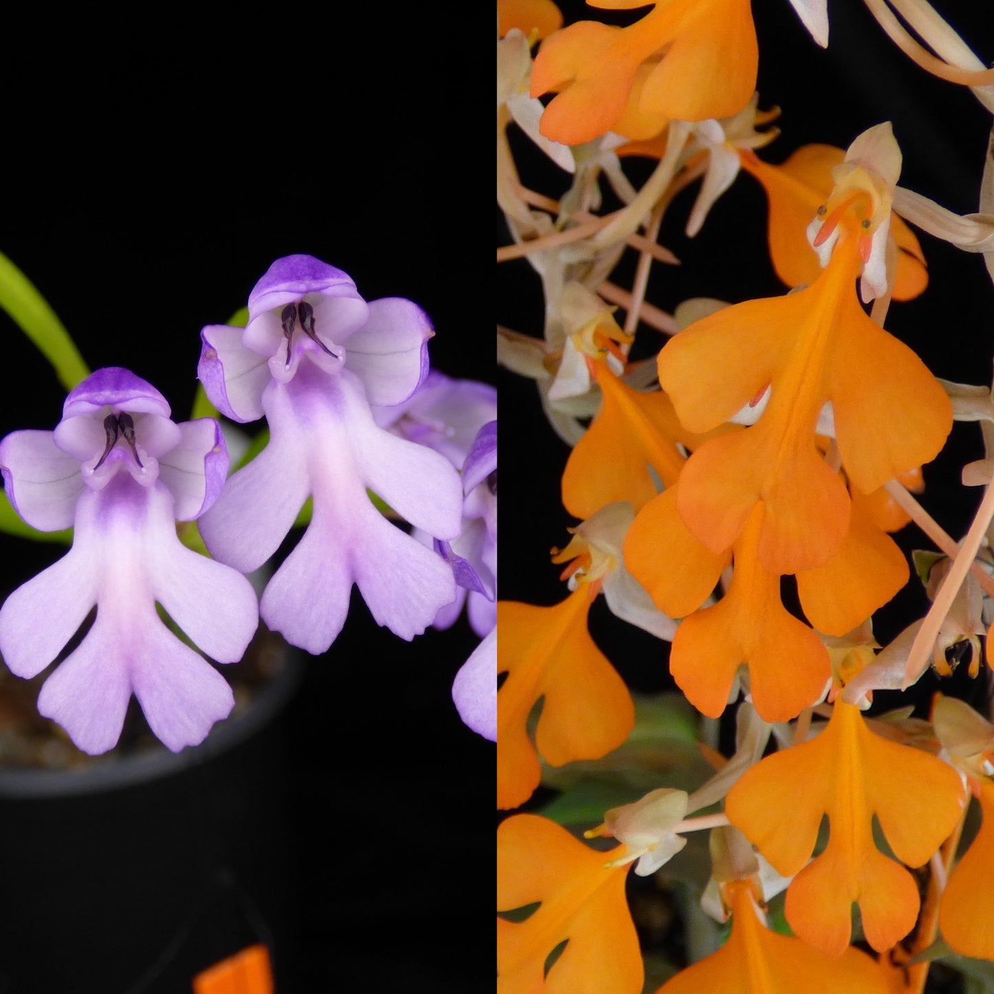 Cynorkis purpurascens x Habenaria rhodocheila 'Bright Orange' (REO440) - 2" Pot