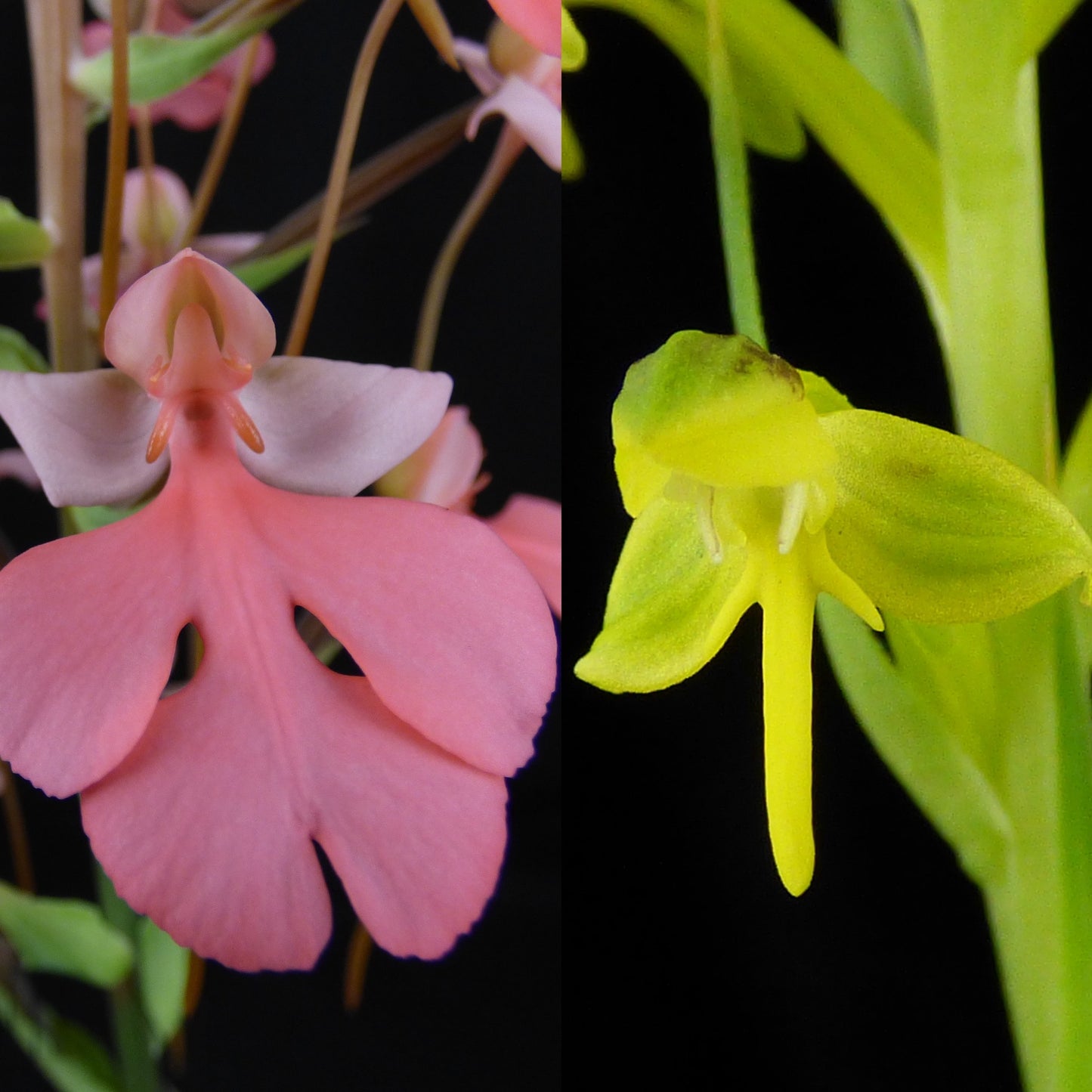 Habenaria (Raingreen's Pink Paw 'Oxide' AM/AOS x chlorina 'Fluoroglow' CBR/AOS) (REO177) - 2" Pot