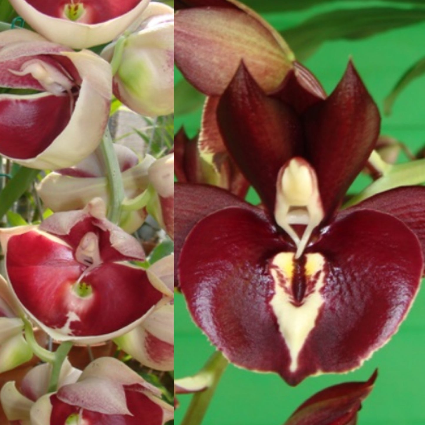 Ctsm. (pileatum var. imperale 'Pierre Couret' AM/AOS x Greg Scott 'Stephen Moffitt' AM/AOS) REOxSM01 - 2" Pot