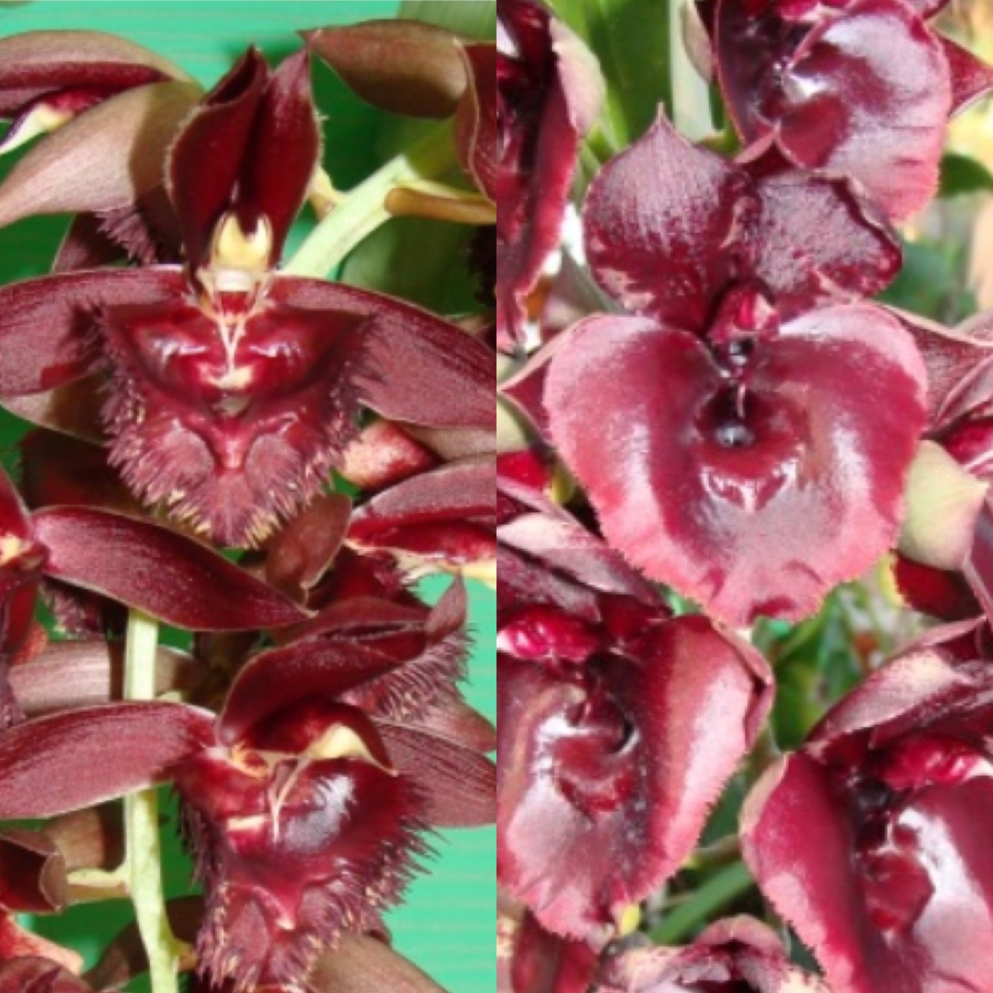 Ctsm. (Sue Bottom 'Psychic' HCC/AOS x Darkness) REOxSM05 - 2" Pot
