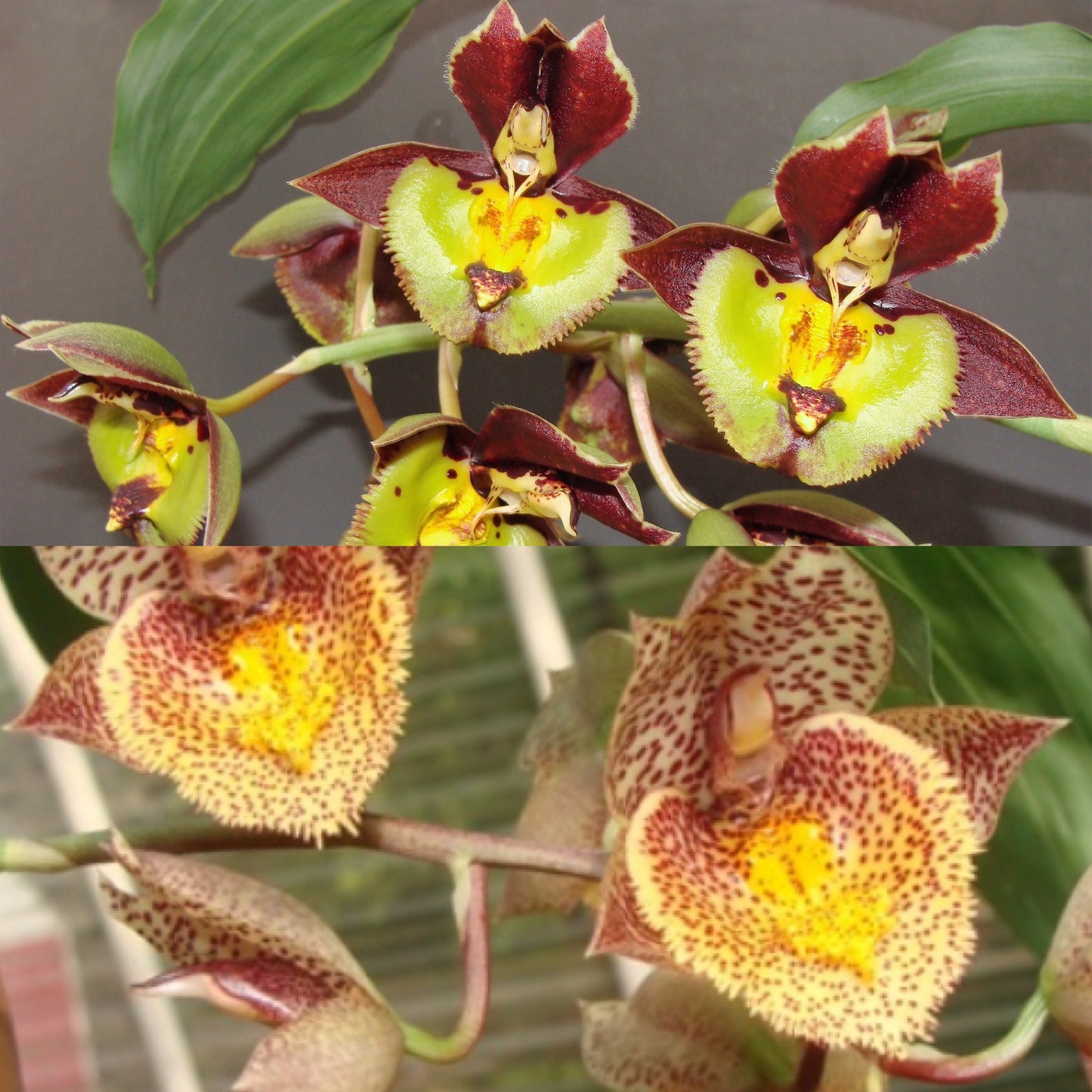 Ctsm. ((Jumbo Tycoon x Susan Fuchs) x Karen Armstrong) REOxSM04 - 2" Pot