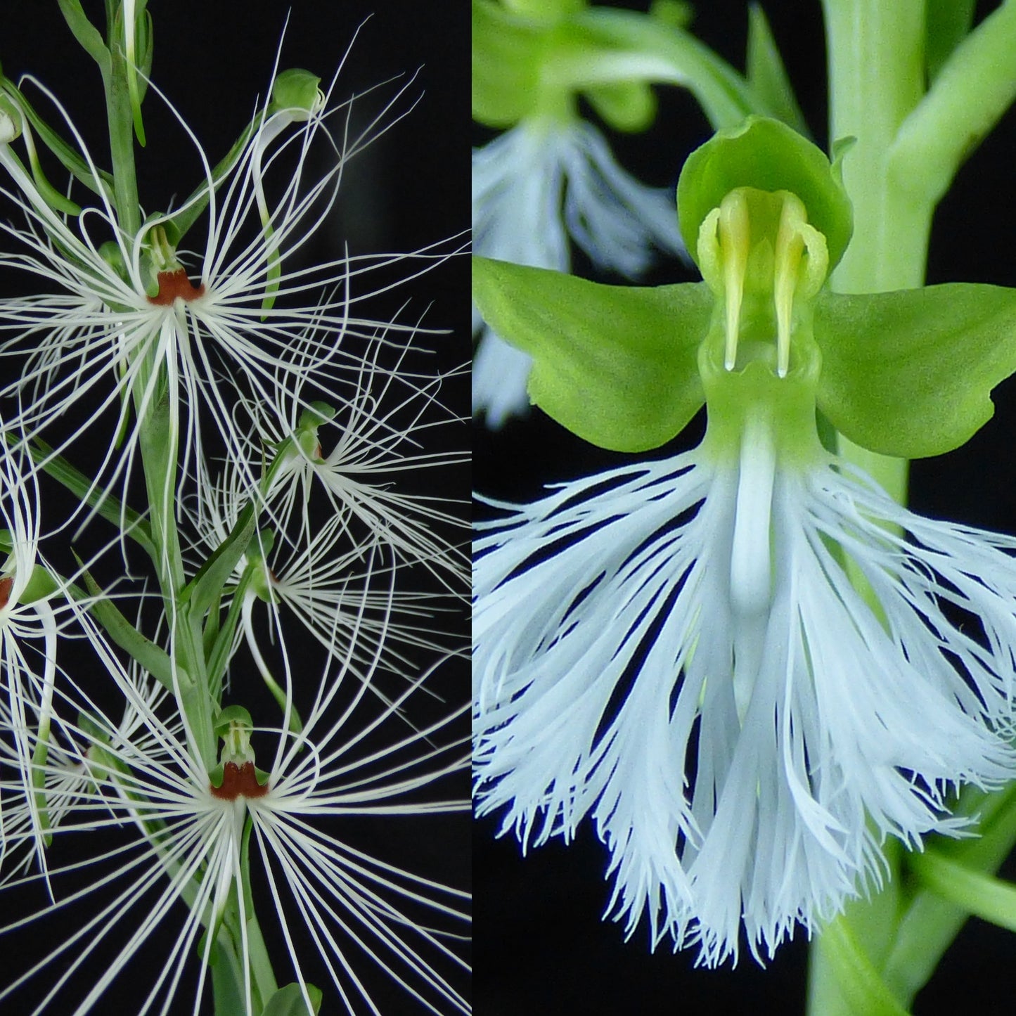 Habenaria (medusa x medioflexa) - 2" Pot