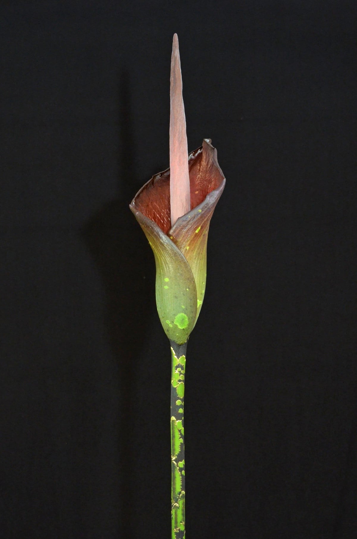 Amorphophallus borneensis -  Seedling - 2" Pot