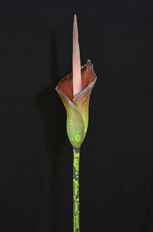 Amorphophallus borneensis -  Seedling - 2" Pot