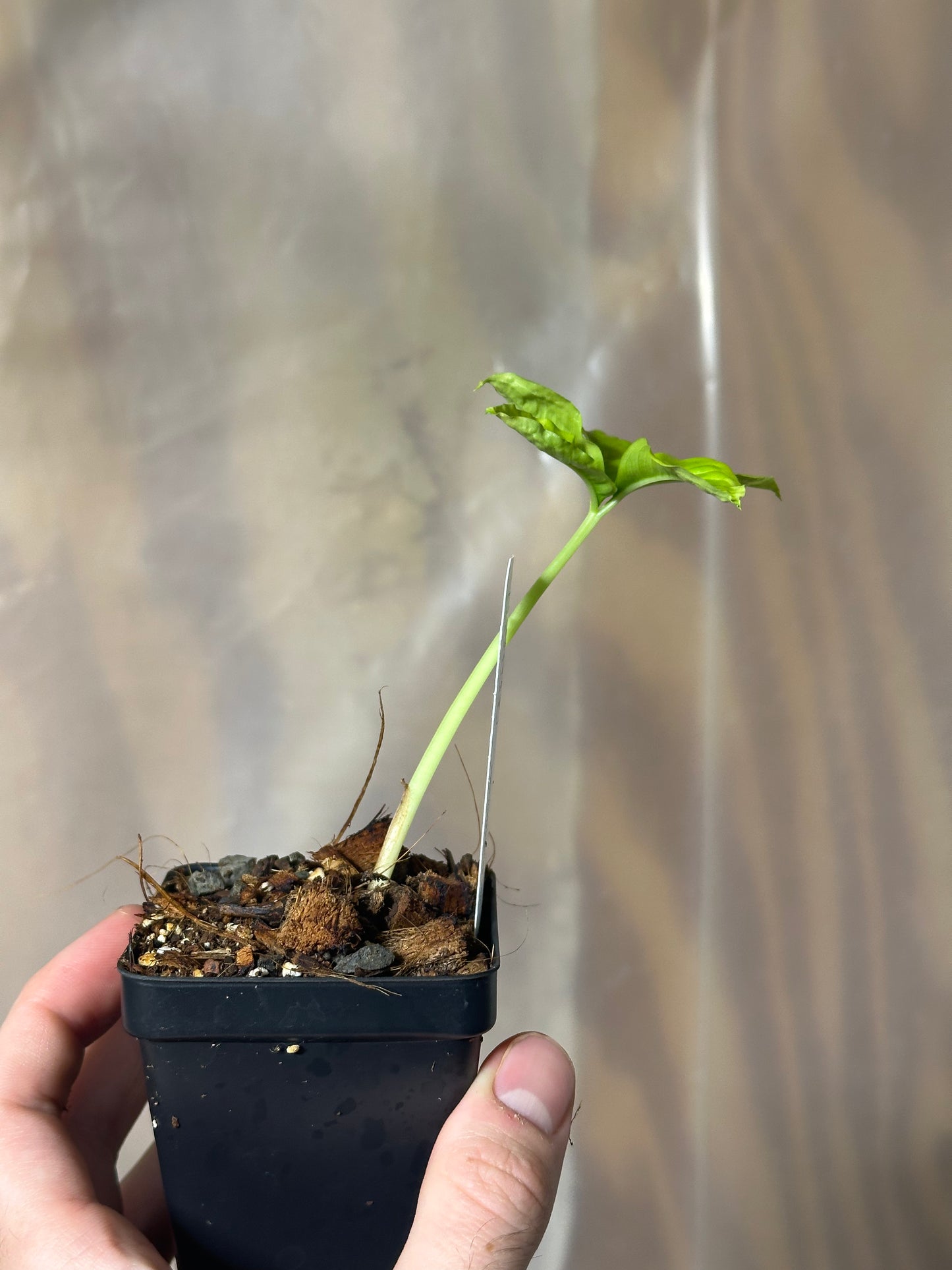 Amorphophallus prainii -  Seedling - 2" Pot