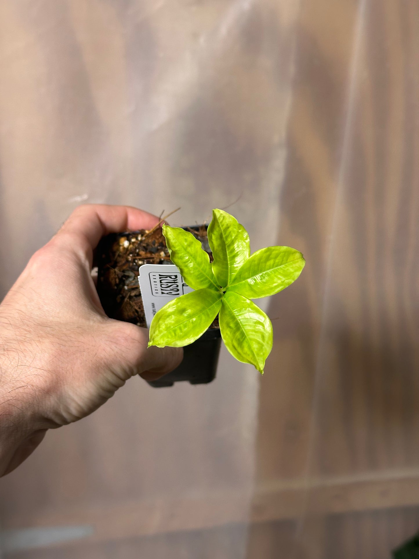 Amorphophallus prainii -  Seedling - 2" Pot