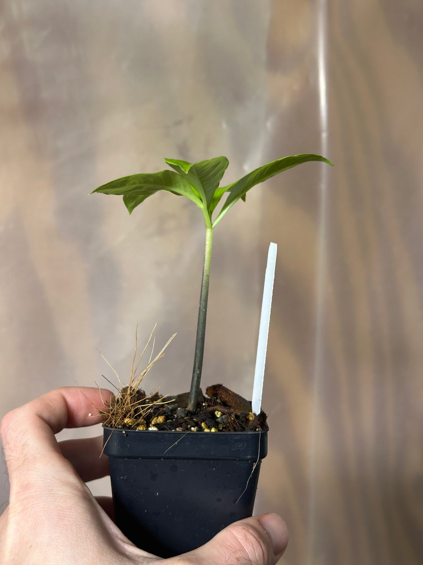 Amorphophallus hewittii -  Seedling - 2" Pot