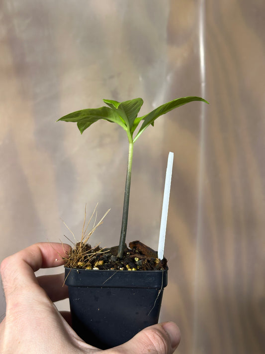 Amorphophallus hewittii -  Seedling - 2" Pot
