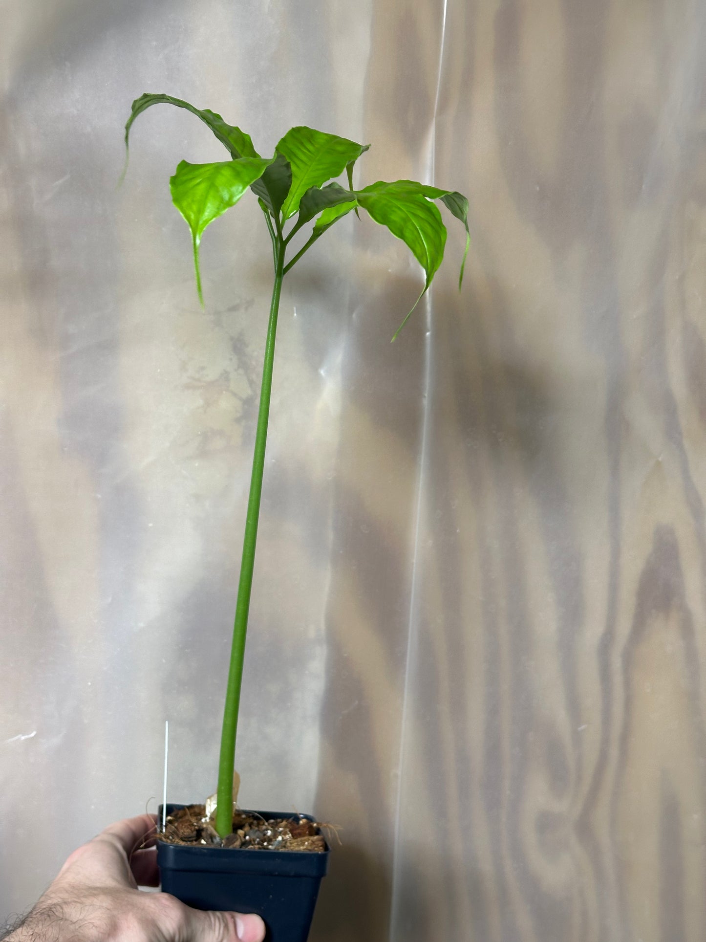 Amorphophallus titanum - Seedling - 3.5" Pot
