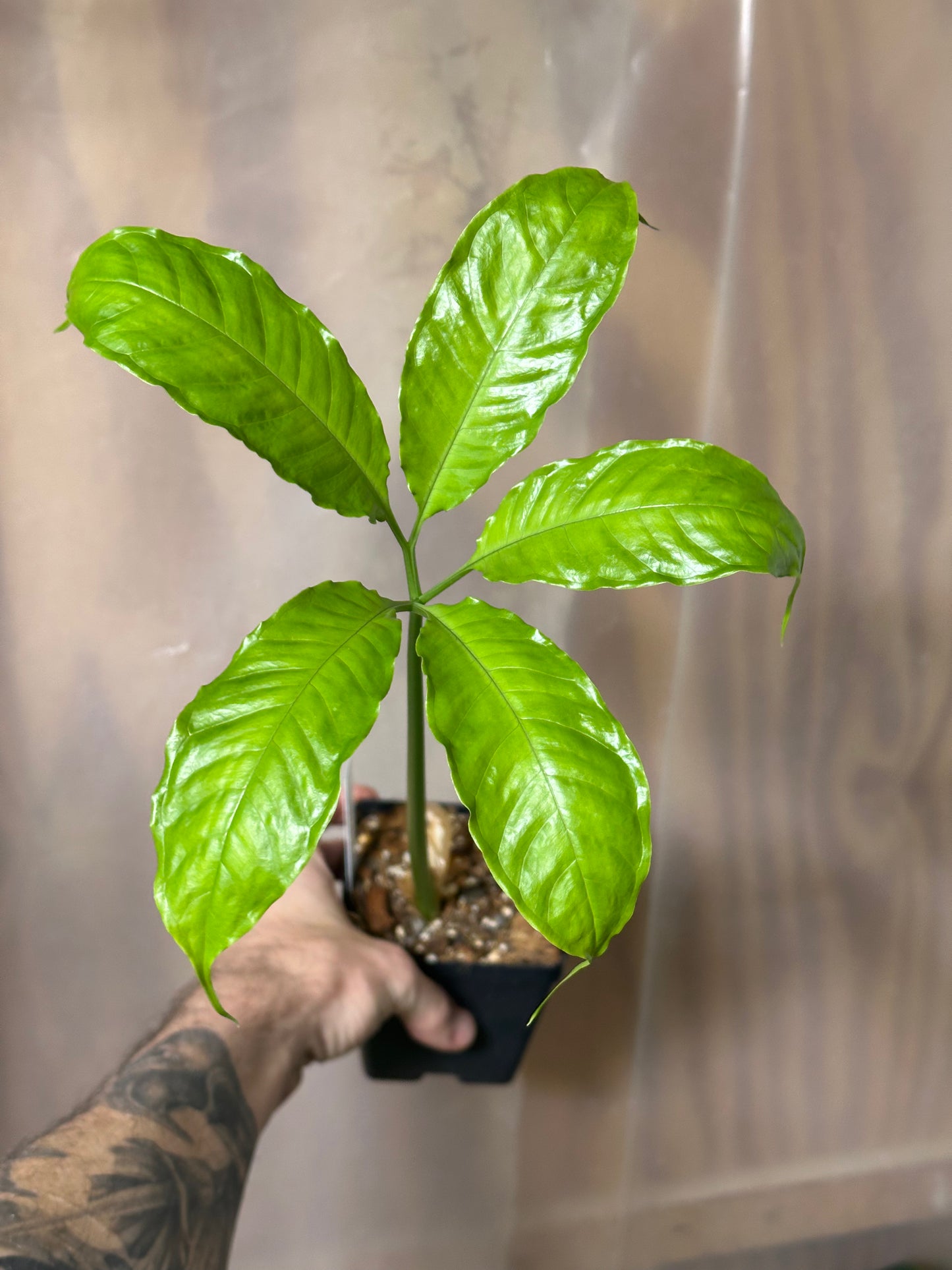 Amorphophallus titanum - Seedling - 3.5" Pot