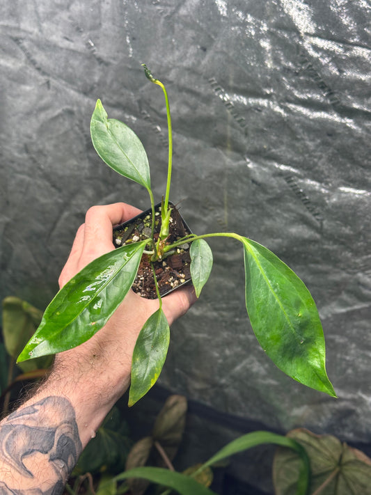 Anthurium obtusum - Seedling - 2" Pot