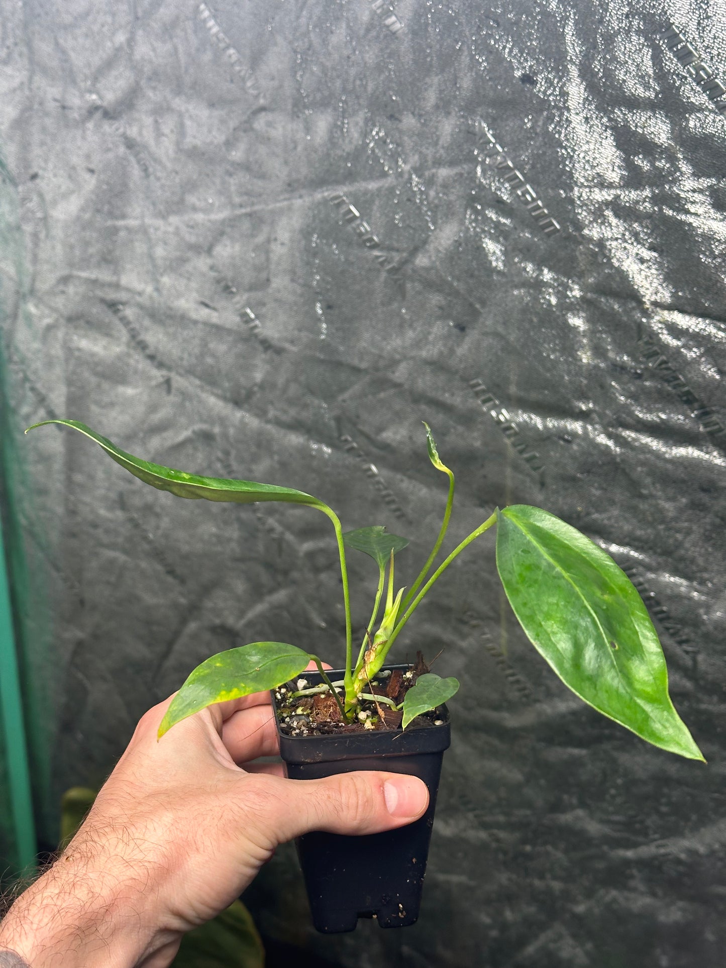 Anthurium obtusum - Seedling - 2" Pot