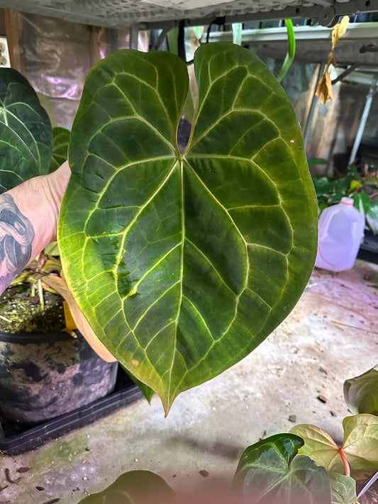 Anthurium REO-NOS048 ((MagX x AoS (TezulaDark Form)) x ('Red Magnificum' x BVEP)) - 2" Pot