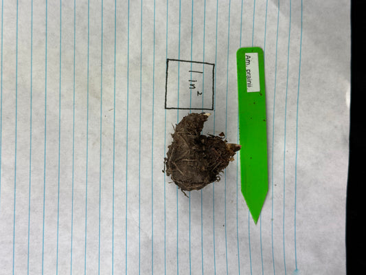 Amorphophallus prainii - Seed grown - Large seedling