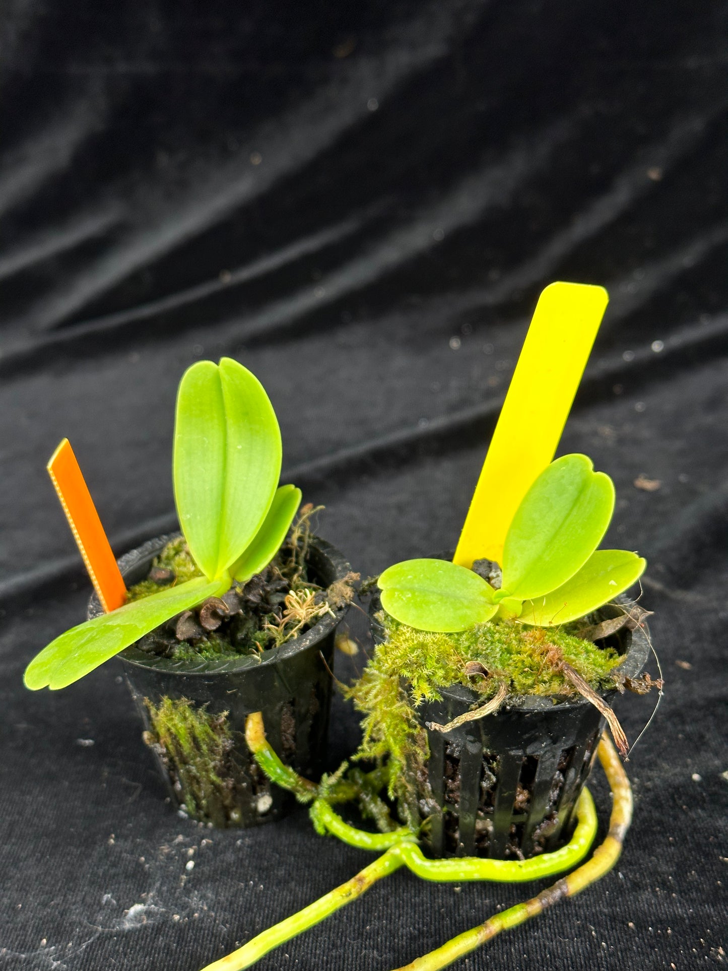 Phalaenopsis hygrochila - Small seedling size