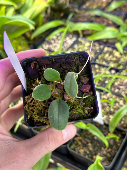 Bulbophyllum (Crownpoint ‘A-doribil Too' HCC/AOS x phalaenopsis ‘DeCausey’s Green Goddess’ JC/AOS) - Seedling