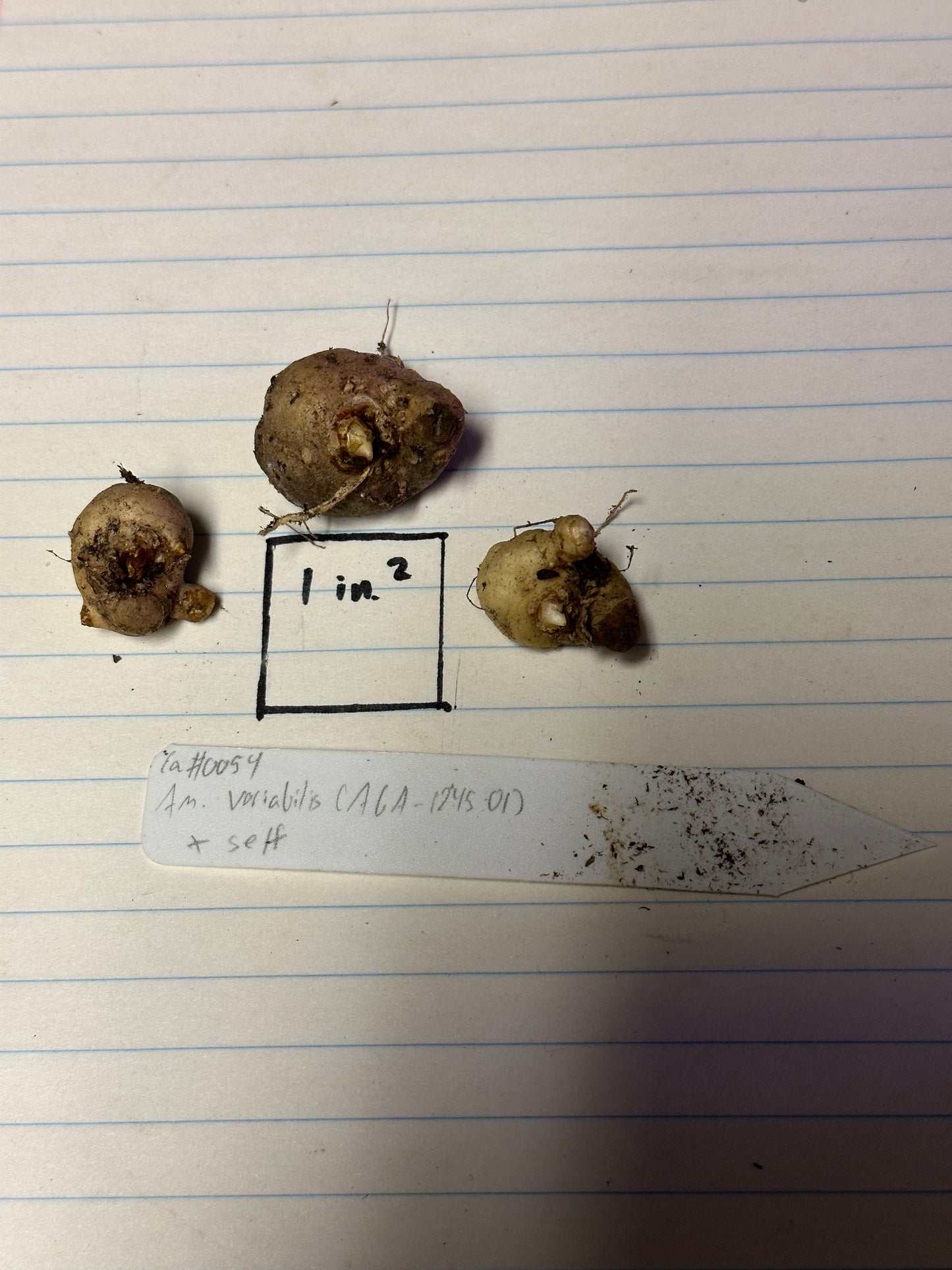 Amorphophallus variabilis (AGA-1245-01) x self - Large seedling size (seed-grown)