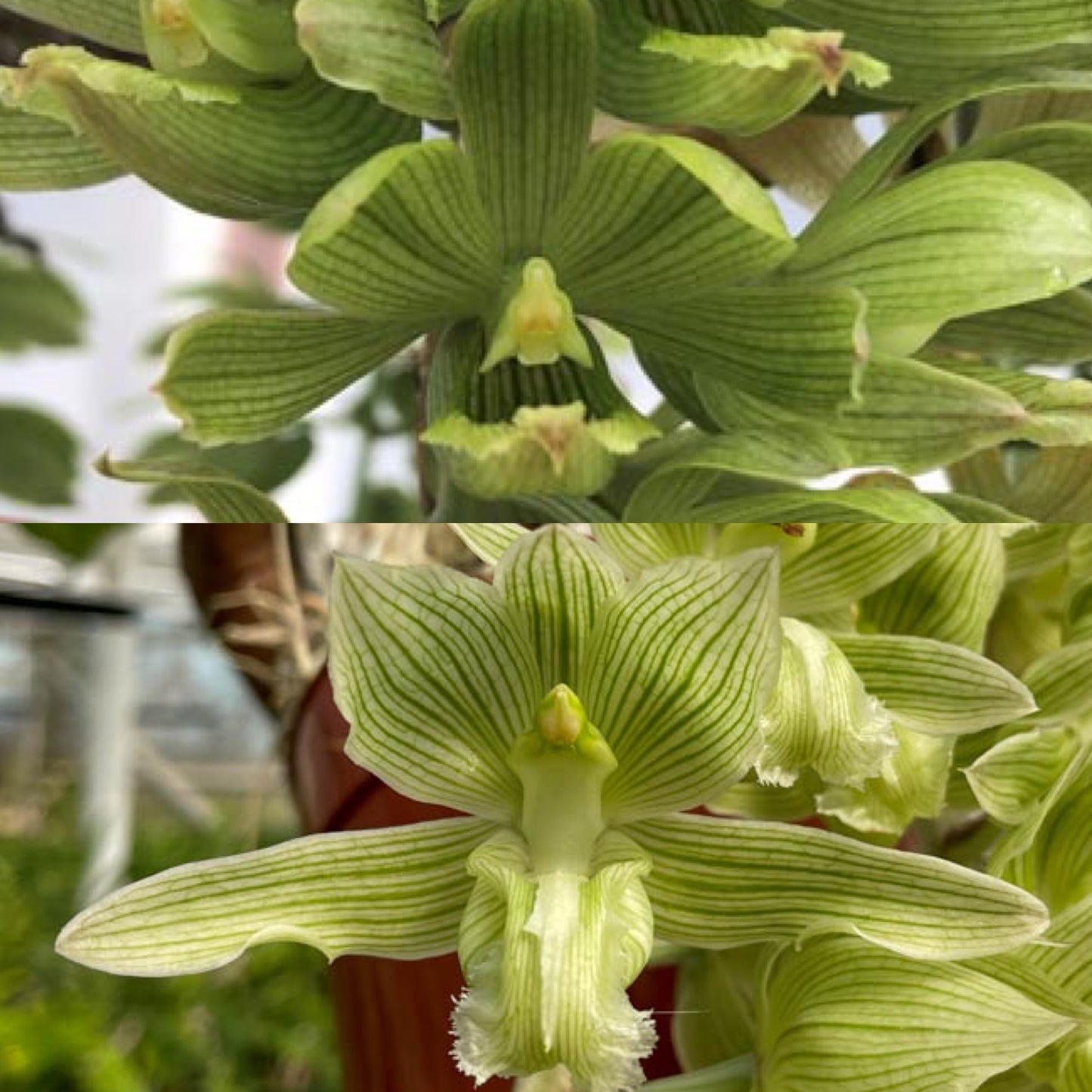 Clowesia (thylaciochila 'Wide Petals' x russelliana 'SVO') - 2" Pot