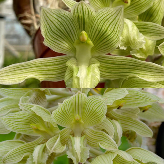 Clowesia russelliana ('SVO' x 'David N') - 2" Pot