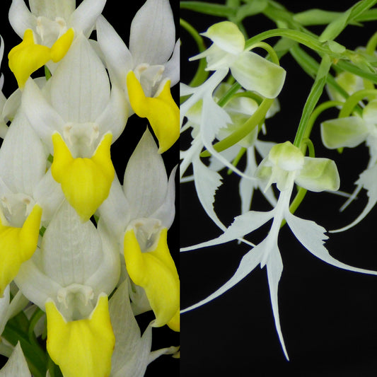 Pe. Angelitas (Pec. hawkesiana x Hab. crinifera) - 2" Pot