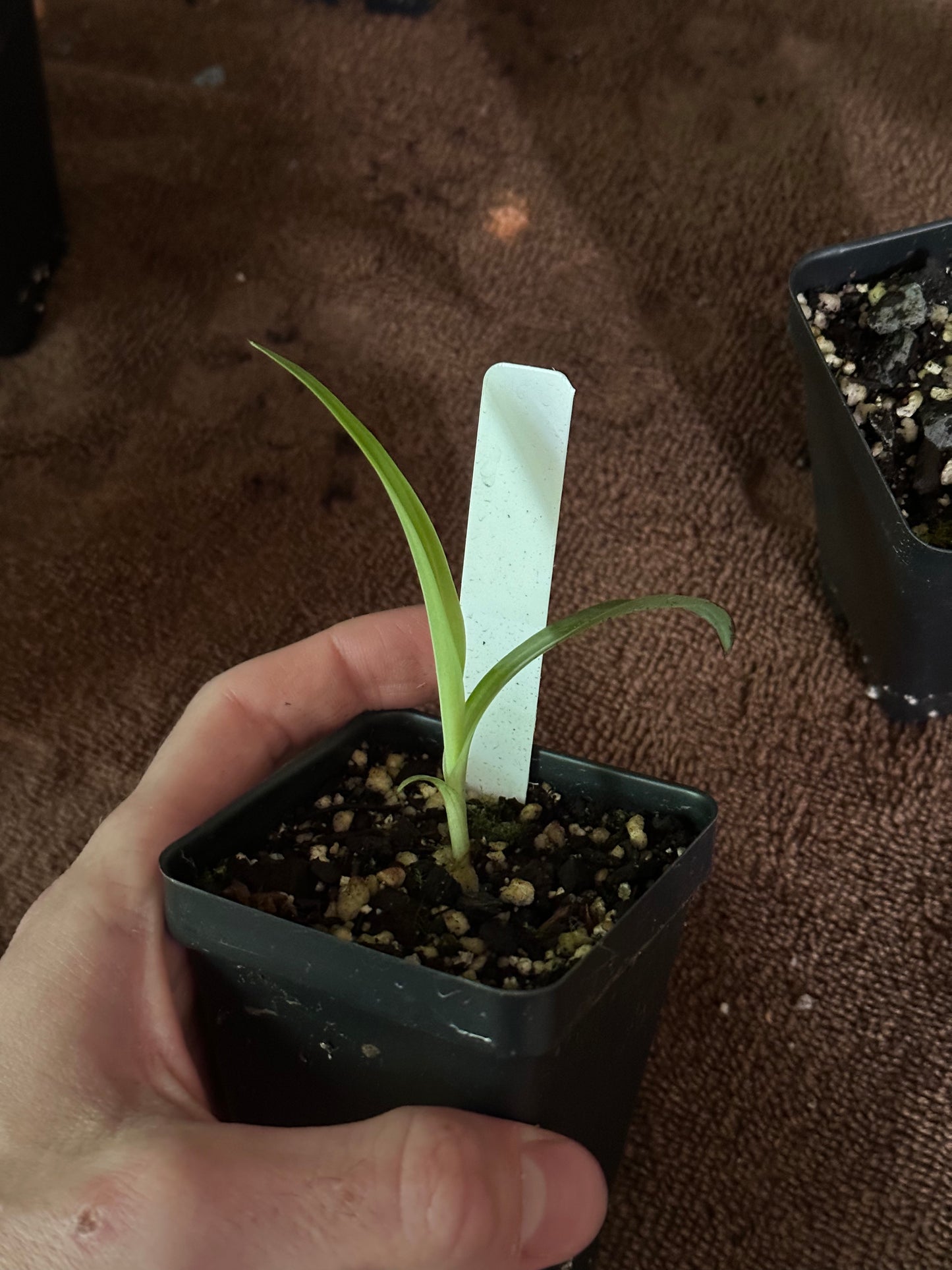 Habenaria (Iberá FCA x gourlieana) - 2" Pot