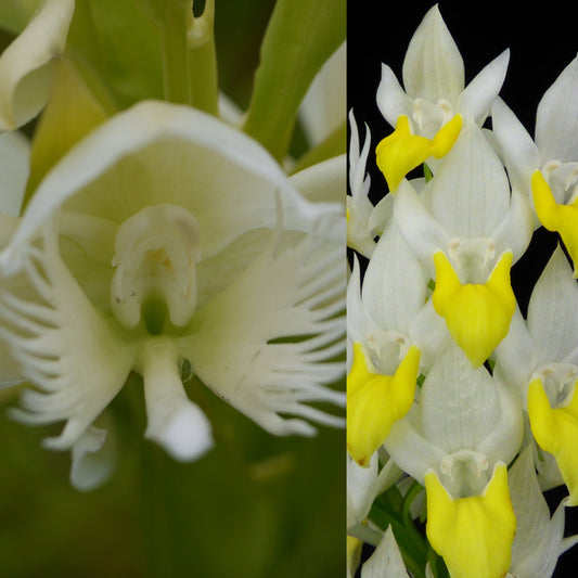 Pecteilis Kiat Tan (susannae x hawkesiana) - 2" Pot