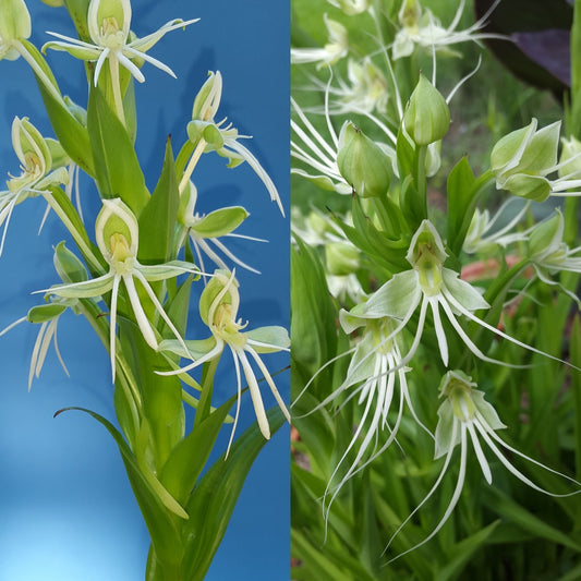 Habenaria (Iberá FCA x gourlieana) - 2" Pot