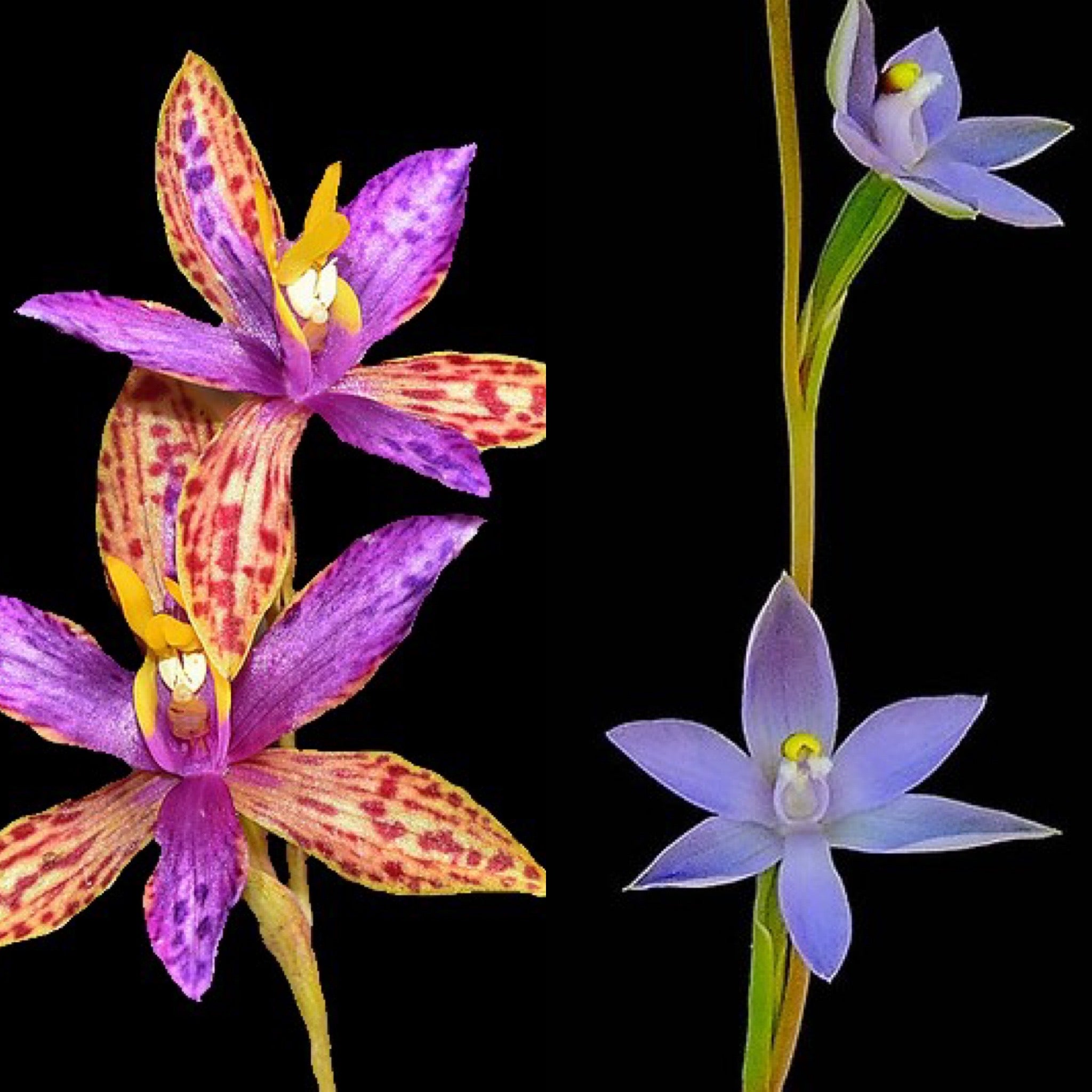 Thelymitra Pauline (speciosa X glaucophylla) - Blooming size tuber - B –  RustyExotics Orchids