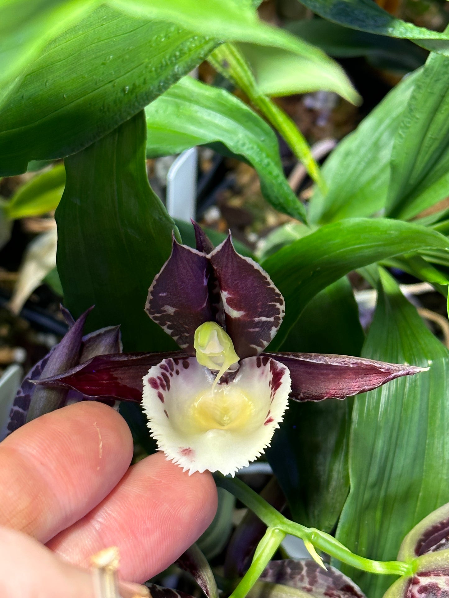 Ctsm. (Diana’s Dots ‘Keeper’ x Dreamboat ‘Dreamy’)