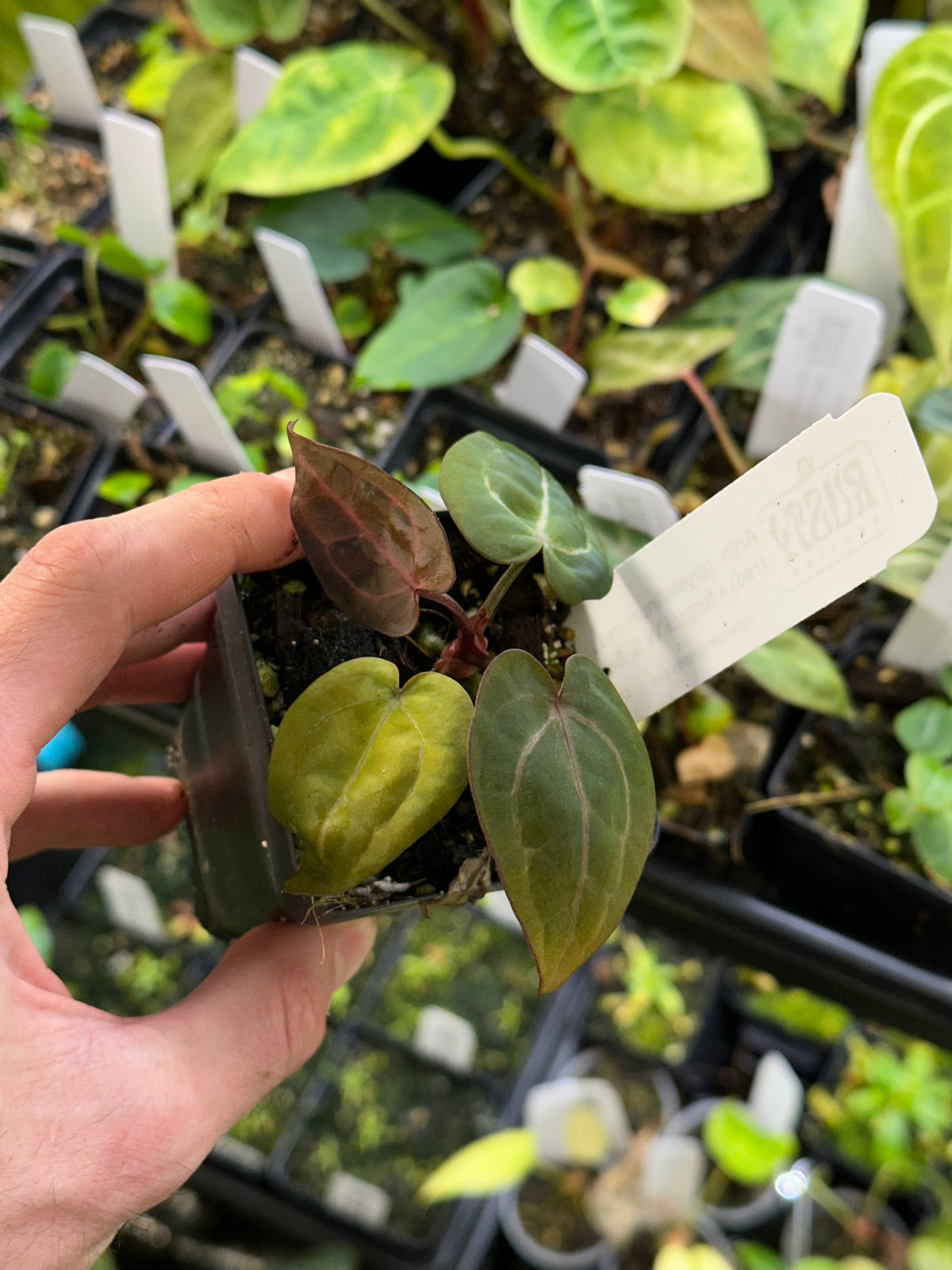 Anthurium (crystallinum "red" x (crystallinum "red" x forgetii "W.S. Select)) - 2" Pot