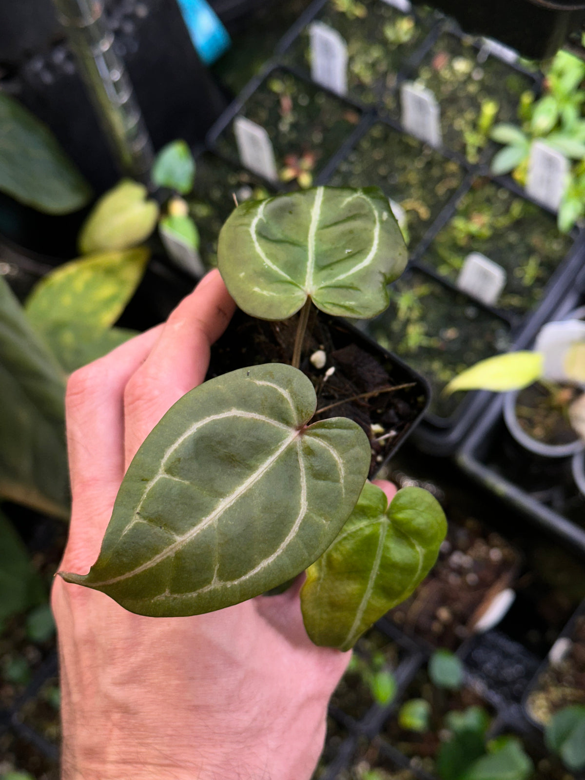 Anthurium (crystallinum "red" x (crystallinum "red" x forgetii "W.S. Select)) - 2" Pot