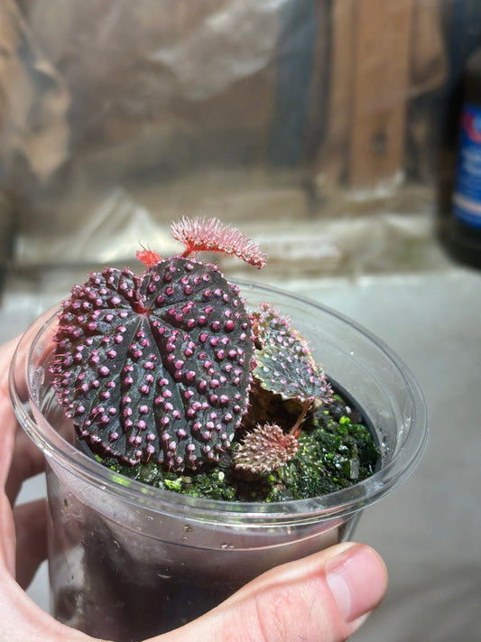 Begonia 'Pink Urchin' - Large Seedling Size