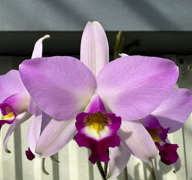 Laelia (anceps x pumila 'De Toco de Cafe') - 2" Pot