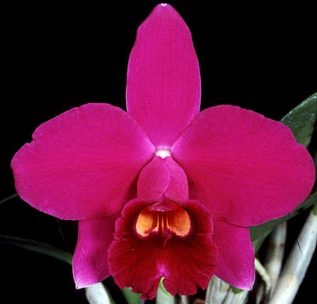 Laelia (anceps x pumila 'De Toco de Cafe') - 2" Pot