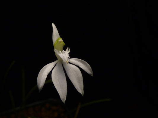 Caladenia latifolia var. alba - Blooming size tuber - Bare root