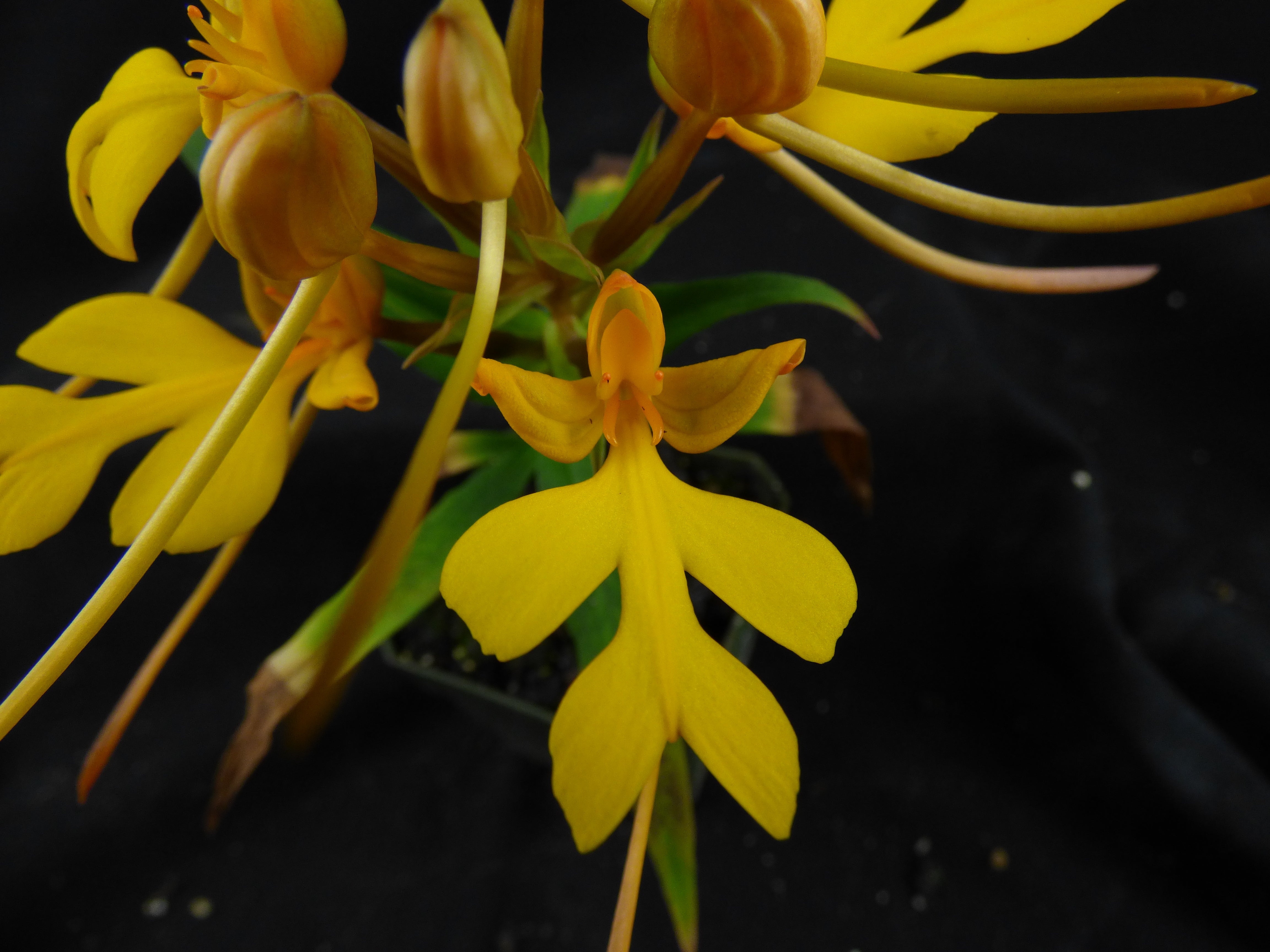 All Products – Page 2 – RustyExotics Orchids