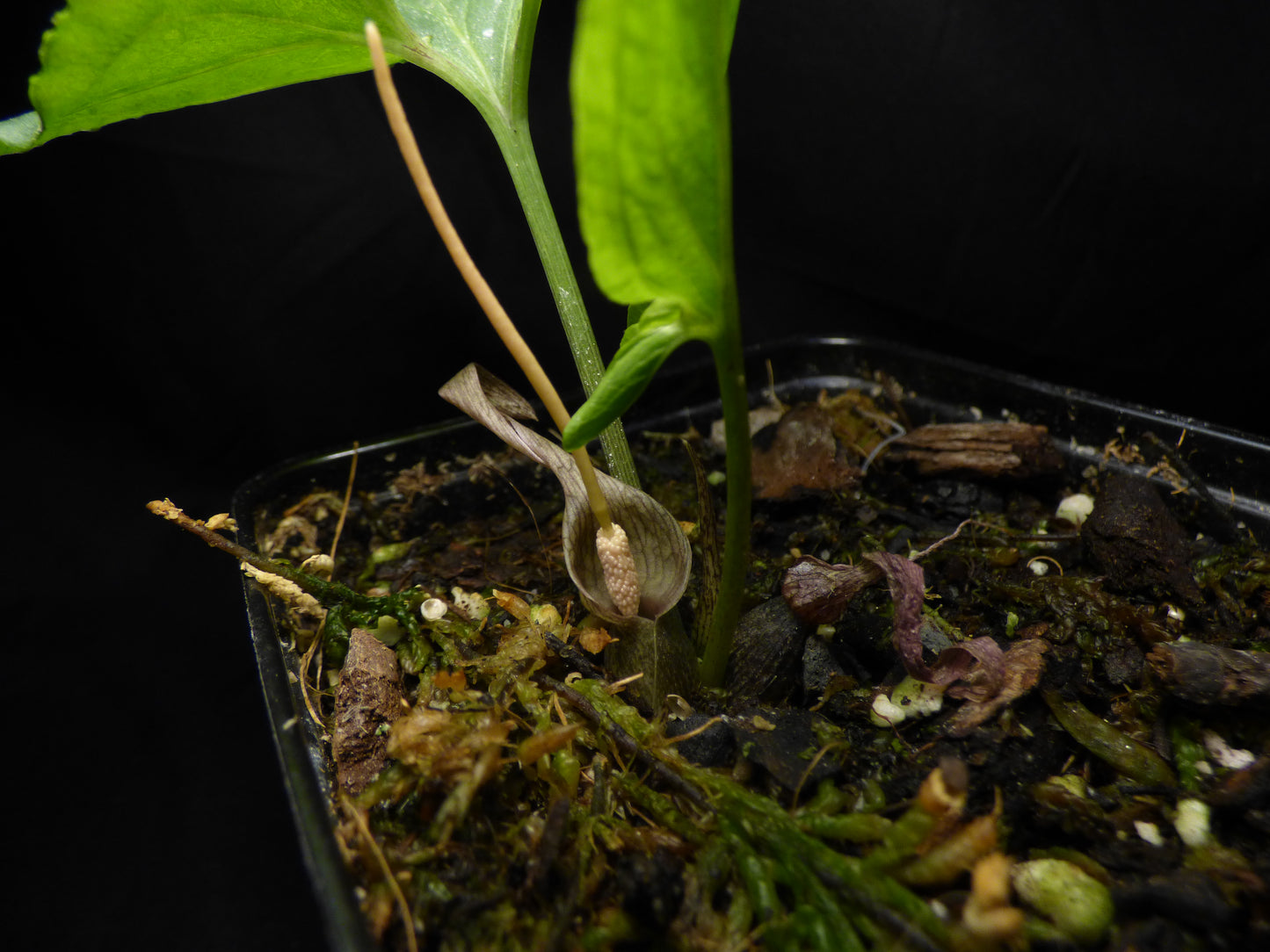 Typhonium laoticum - MINI Corpse Flower relative - Near blooming size