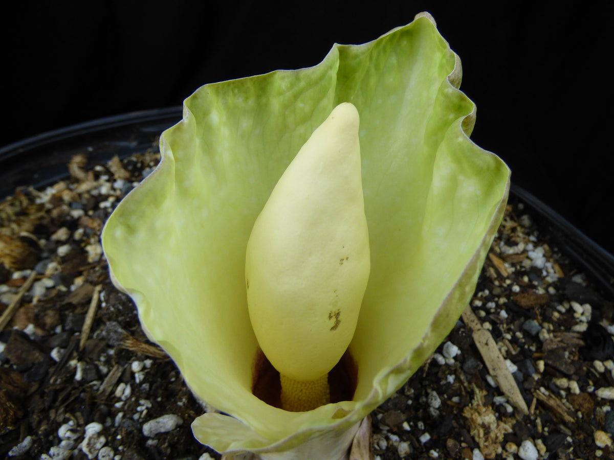 Amorphophallus prainii -  Seedling - 2" Pot