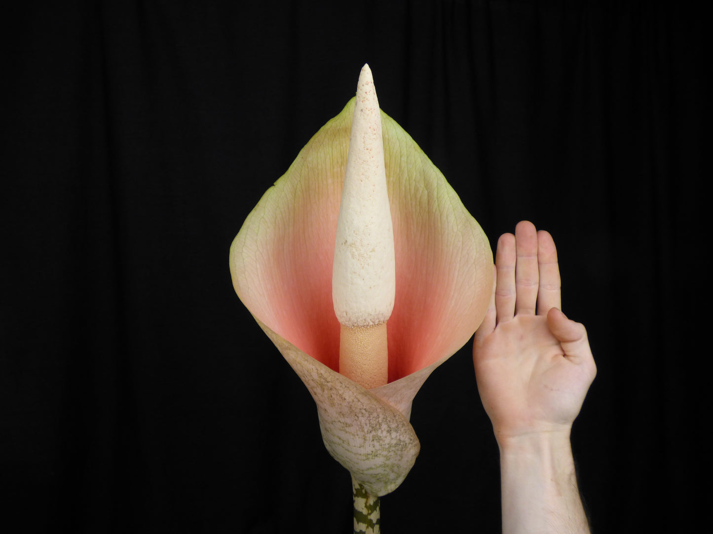 Amorphophallus bulbifer - Tuber