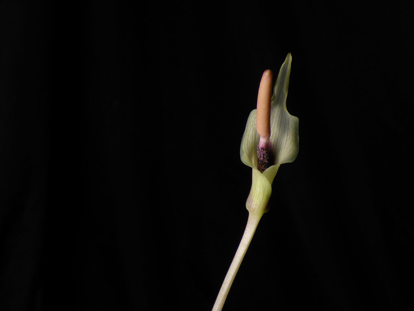 Amorphophallus ongsakulii - MINI Corpse Flower - Sweet Fragrance