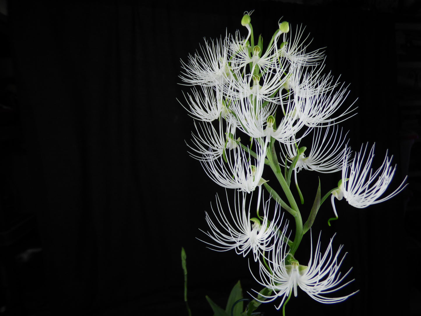 Pectabenaria Maxdusa - Seedling PLANT