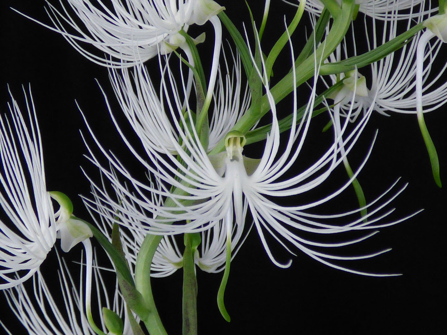 Pectabenaria Maxdusa - Seedling PLANT